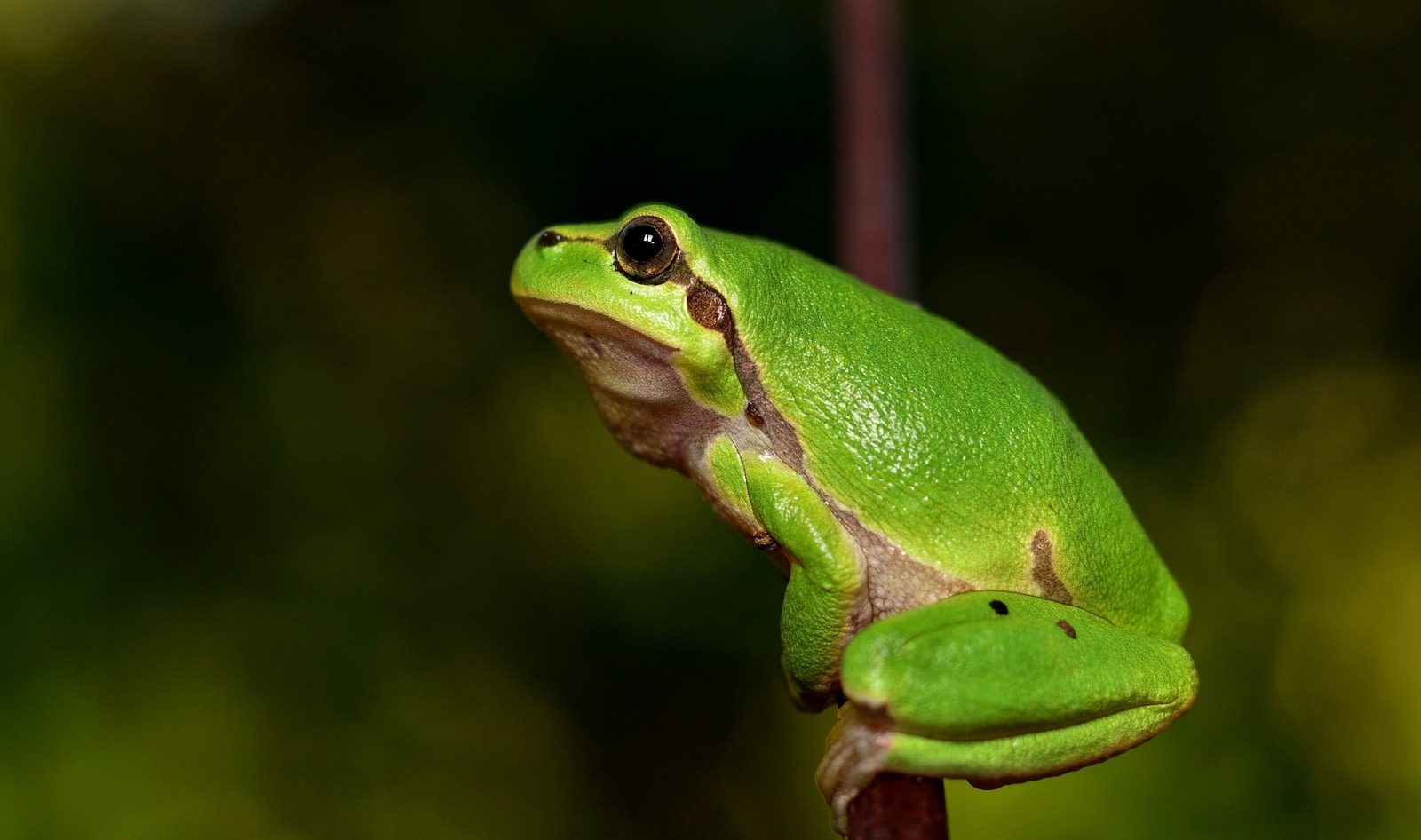 Apple Names Frog-Free Dissection Tool Top iPad App of the Year