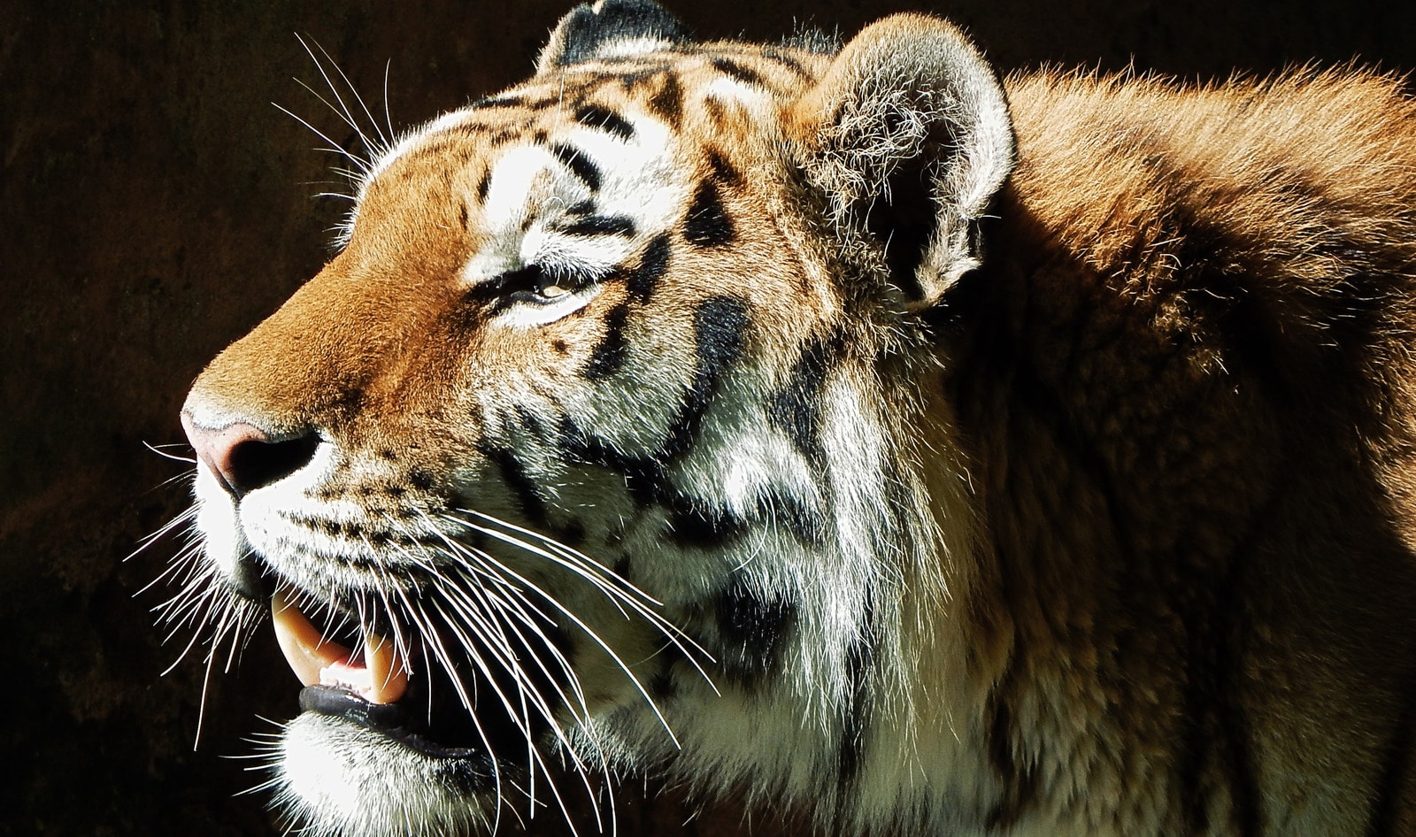 Paris Bans Wild Animal Circuses