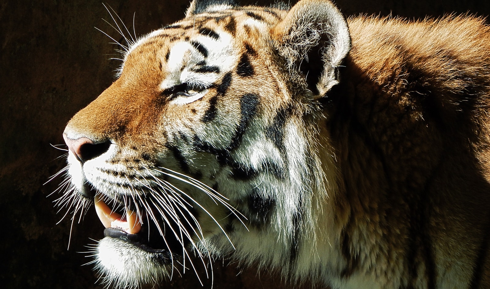Madrid Bans Wild Animal Circuses