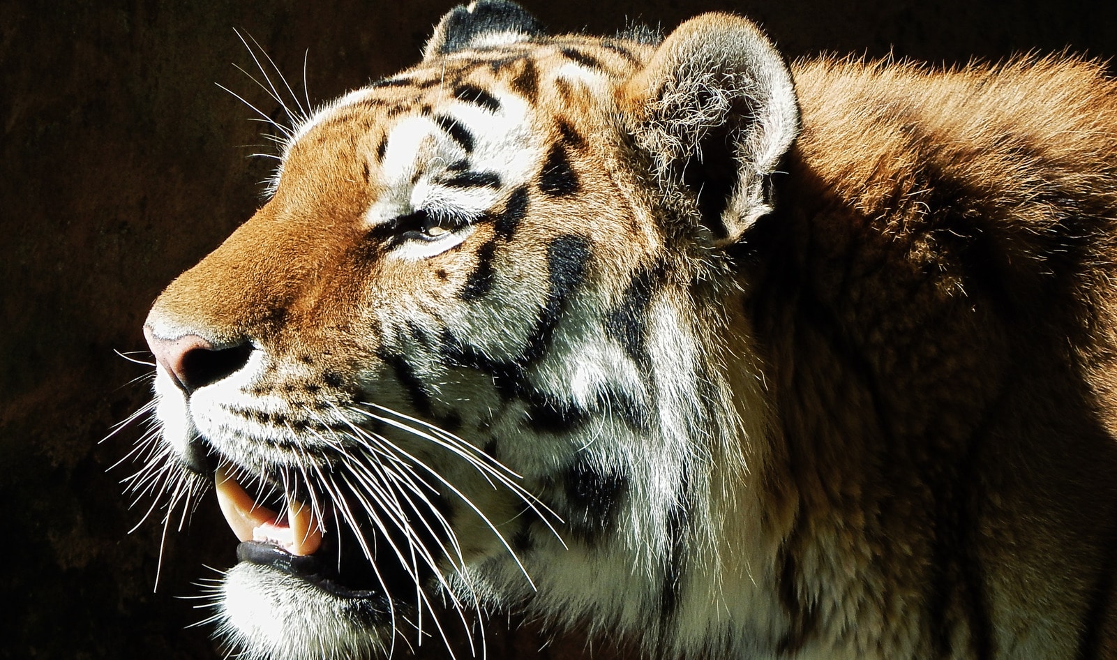 California to Become Third State to Ban Wild Animal Circuses