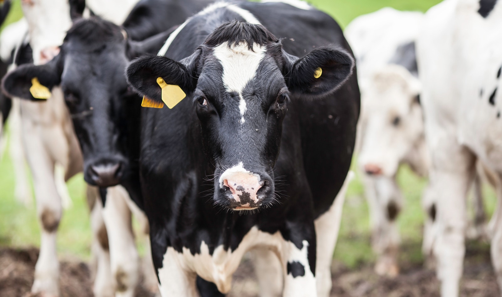 Report: UK Must Slash Meat and Dairy Production in Half to Hit Climate Goals by 2050