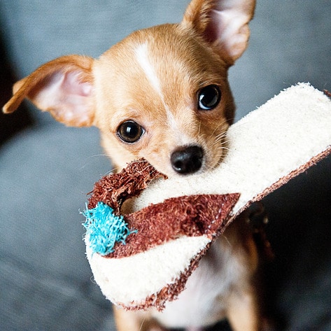 Startup Raises $16 Million to Make Dog Food Without Hurting Animals