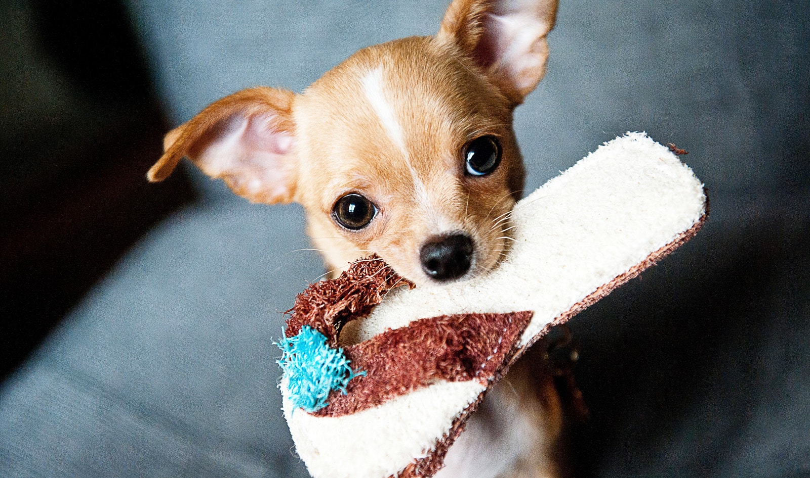 California Pet Stores Now Only Sell Rescued Animals
