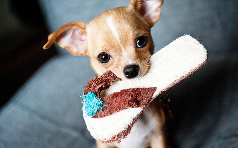 Startup Raises $16 Million to Make Dog Food Without Hurting Animals