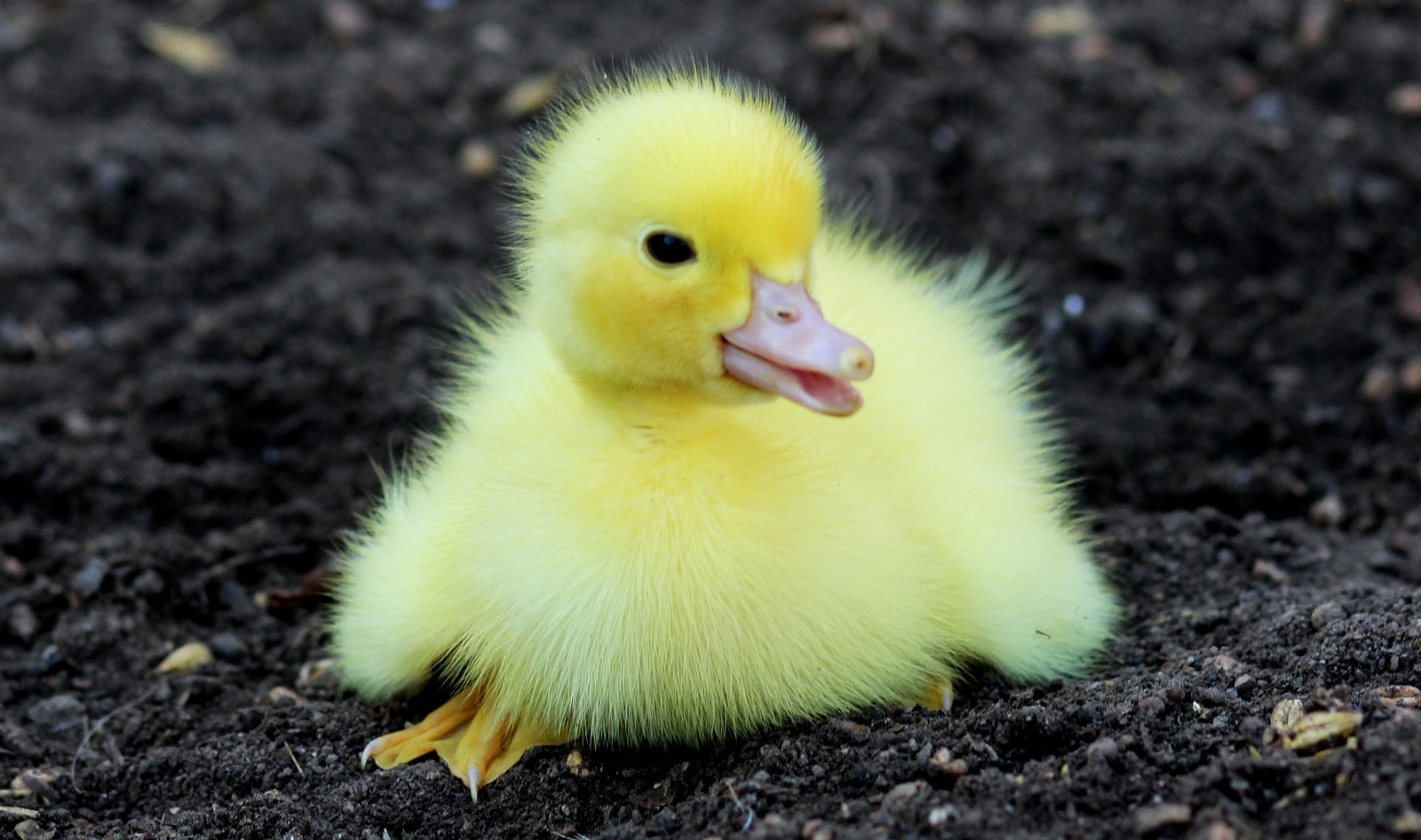 Supreme Court Rejects Appeal of California Foie Gras Ban