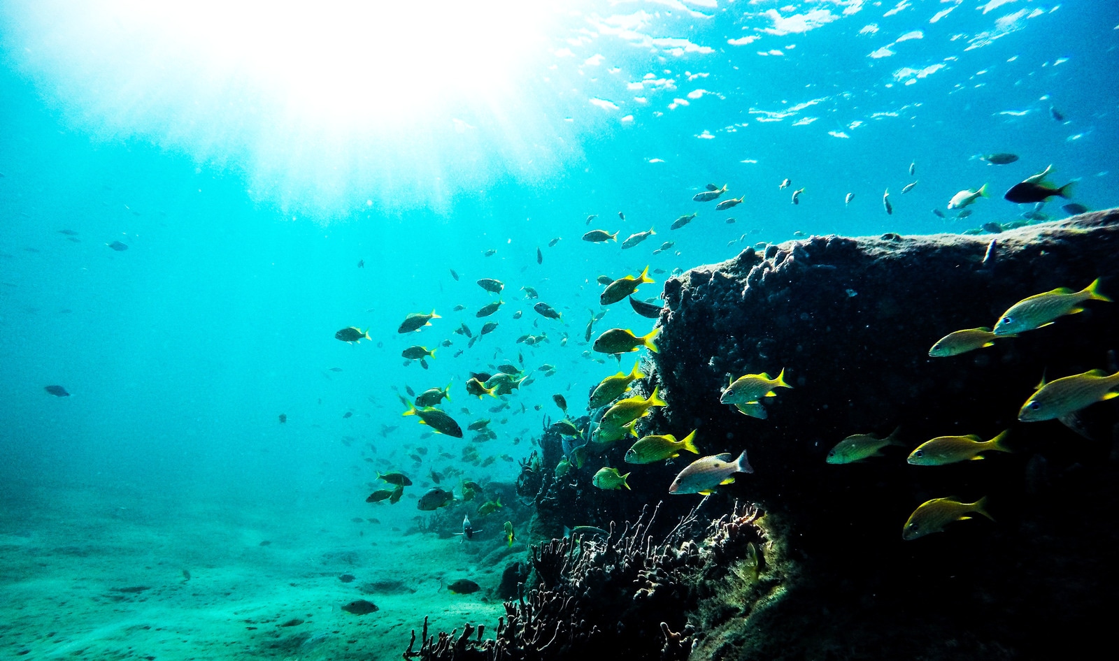 Jacques Cousteau's Son Teams with Cell-Based Seafood Startup to Save the Ocean