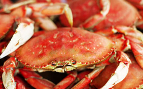 A New Study Claims That Crustaceans Do Feel Pain