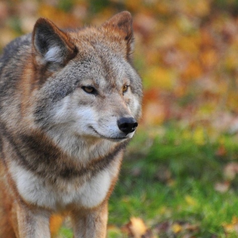 The US Government Shutdown Is Affecting Wild Animals, and It’s Not Looking Good 