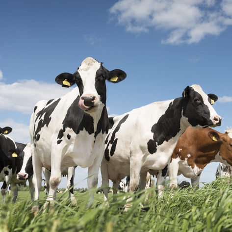 2,600 Cows Await Rescue at Shuttered Big Island Dairy in Hawaii