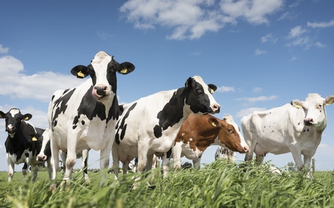 2,600 Cows Await Rescue at Shuttered Big Island Dairy in Hawaii