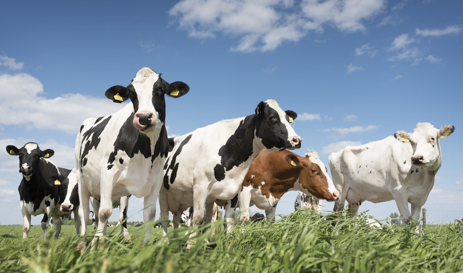 More Than Half of Brits Would Ditch Meat to Fight Climate Change