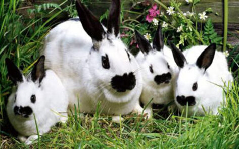 Animal-Welfare Advocates Decry Cruel Easter Traditions