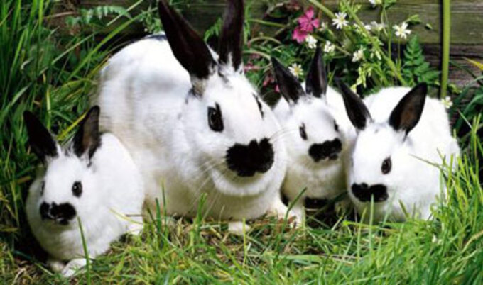 bunnies