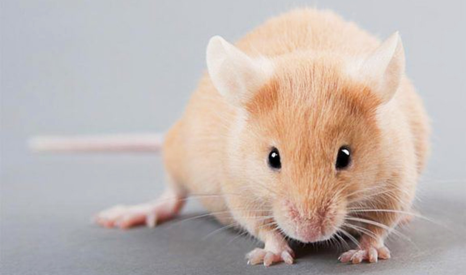 Kellogg's Ends Animal Testing After 65 Years