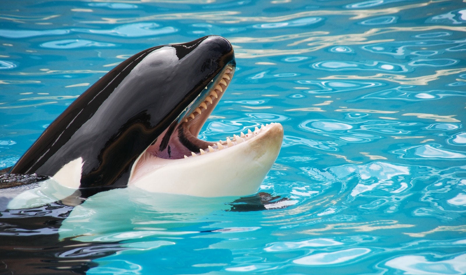 Kayla Becomes Fourth Orca to Die at SeaWorld in Two Years
