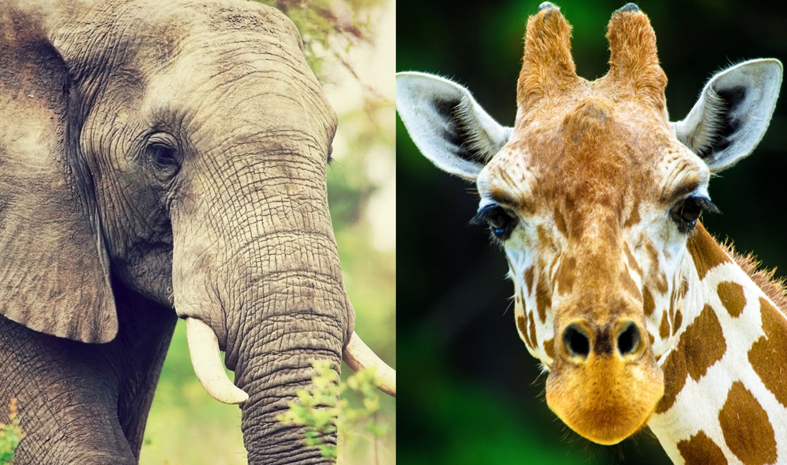 Meat-Eaters Are Driving the Extinction of 60 Percent of the World’s Largest Animal Species 