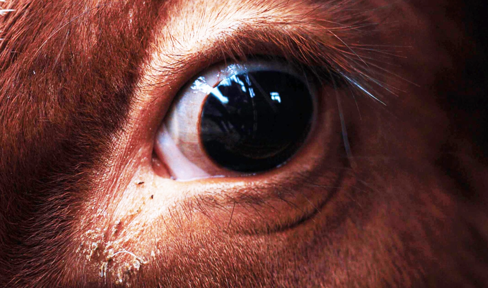 Vegan Film Wins British Academy Award