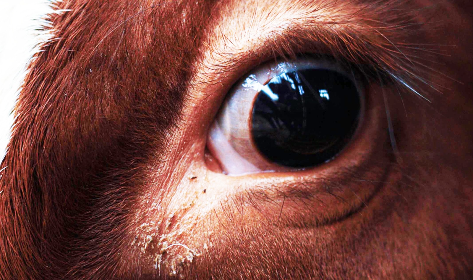Vegan Film Nominated for a British Academy Award