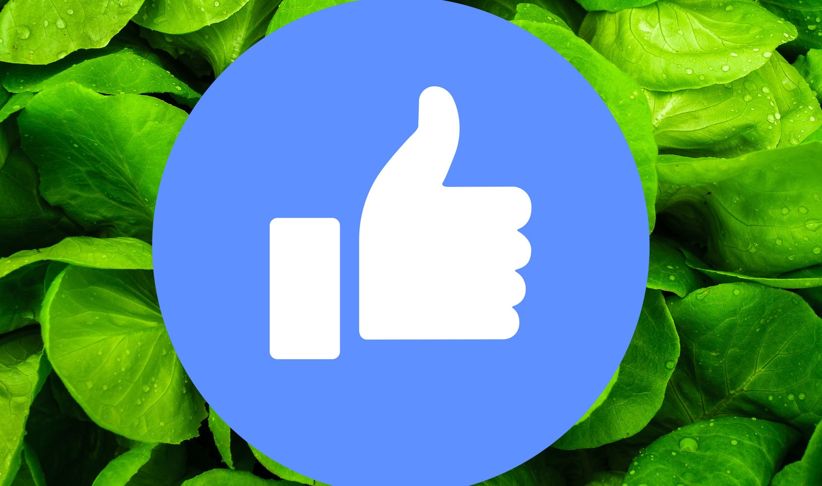New “Vegan Facebook” Brings Together Vegan Community