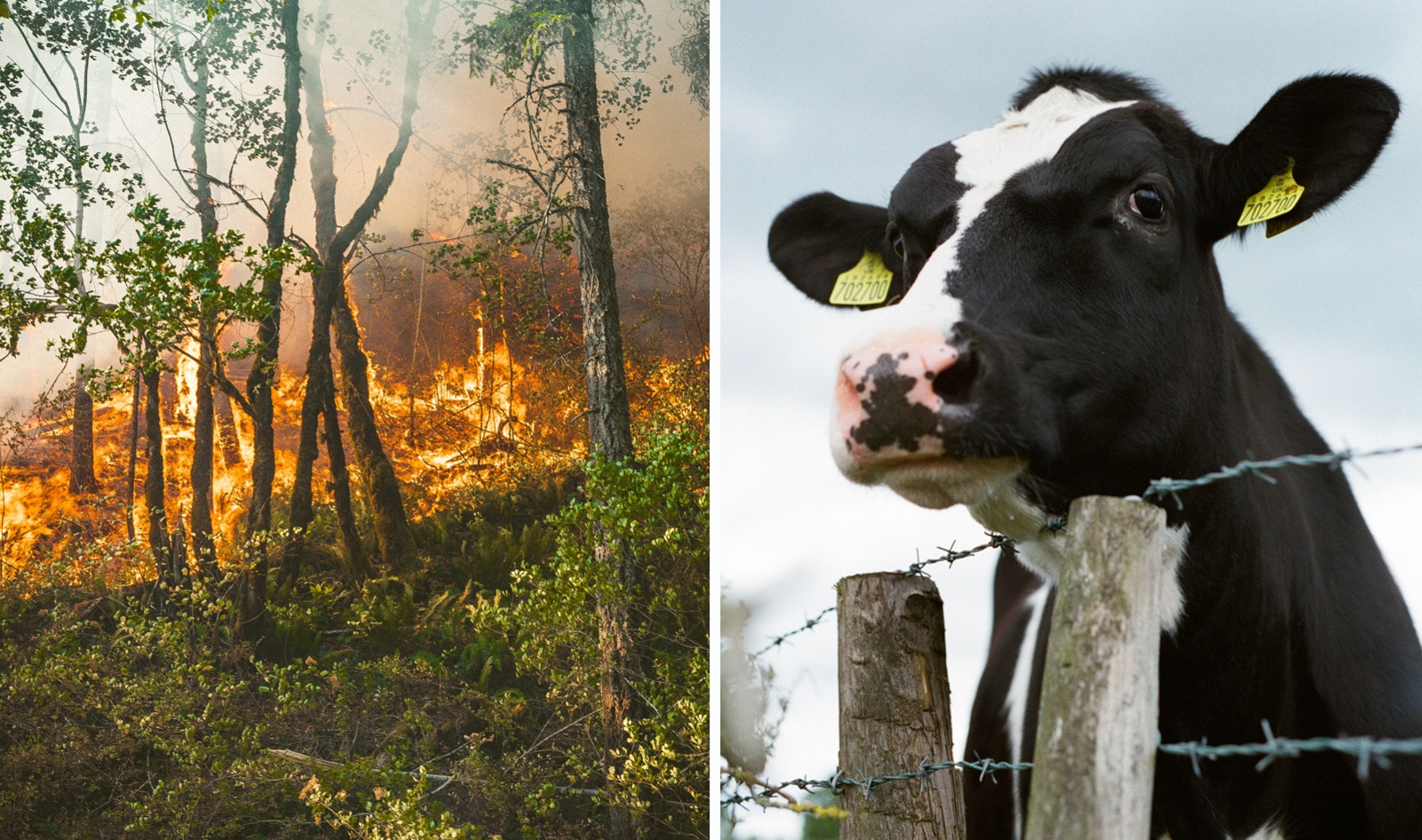 We Only Have Five Years to Halt Climate Change, Says UN Report. Replacing Animal Agriculture Could Help.