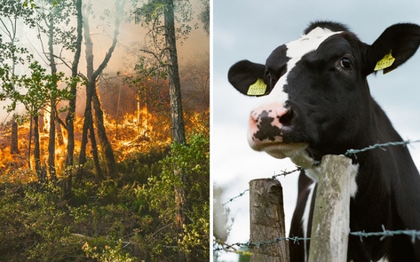 We Only Have Five Years to Halt Climate Change, Says UN Report. Replacing Animal Agriculture Could Help.
