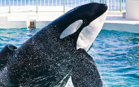 OSHA Fines SeaWorld