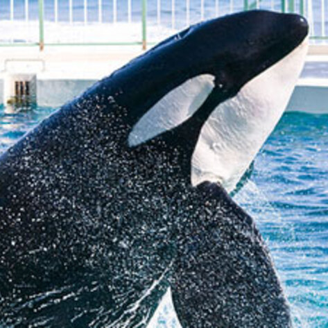 <i>Blackfish</i> Receives Unanimous Praise from Critics