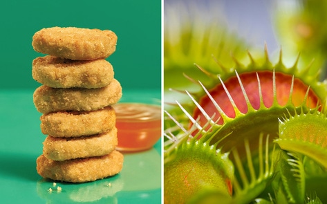 Even Carnivorous Plants Approve Of Beyond Meat’s New Vegan Chicken Nuggets