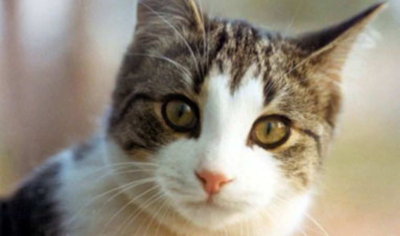 Harsher Animal Neglect Penalties