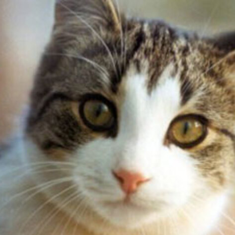 Harsher Animal Neglect Penalties