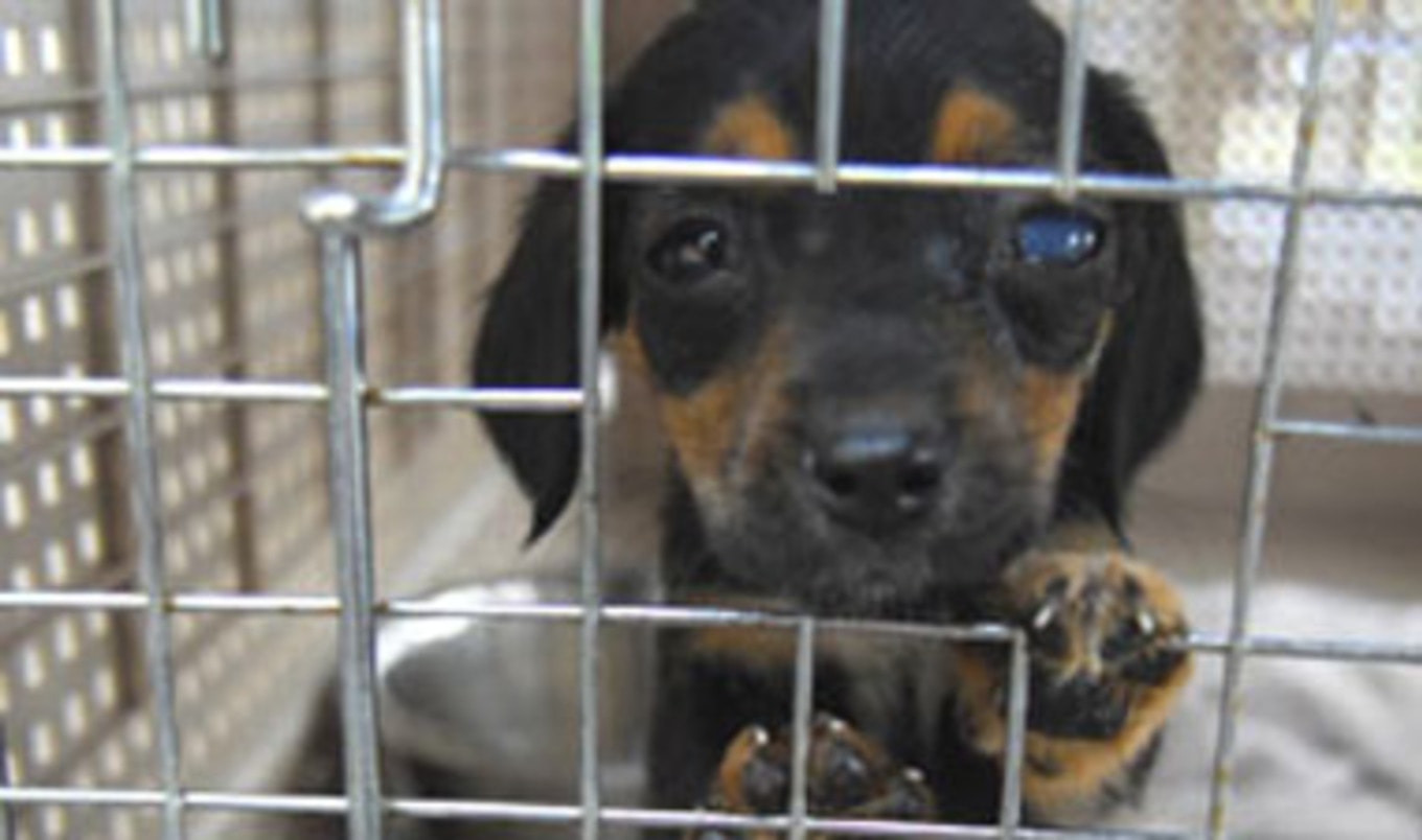 ASPCA Urges Consumers to Avoid Puppy Mill Dogs | VegNews