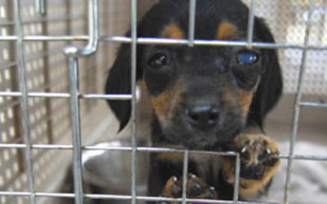 PA Law Makes Animals Abusers Pay Shelter Expenses