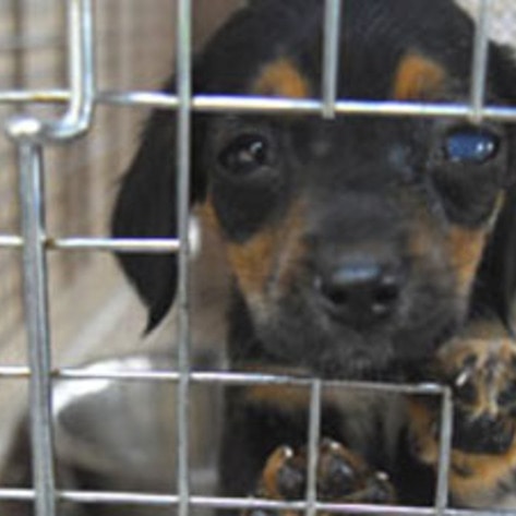 ASPCA Urges Consumers to Avoid Puppy Mill Dogs