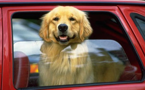 Warning to Protect Dogs