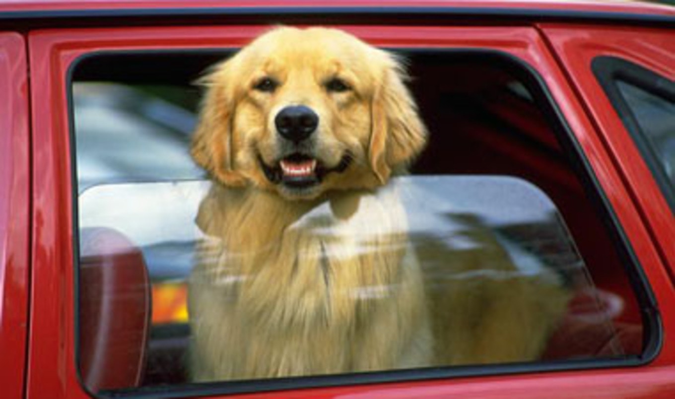 Warning to Protect Dogs