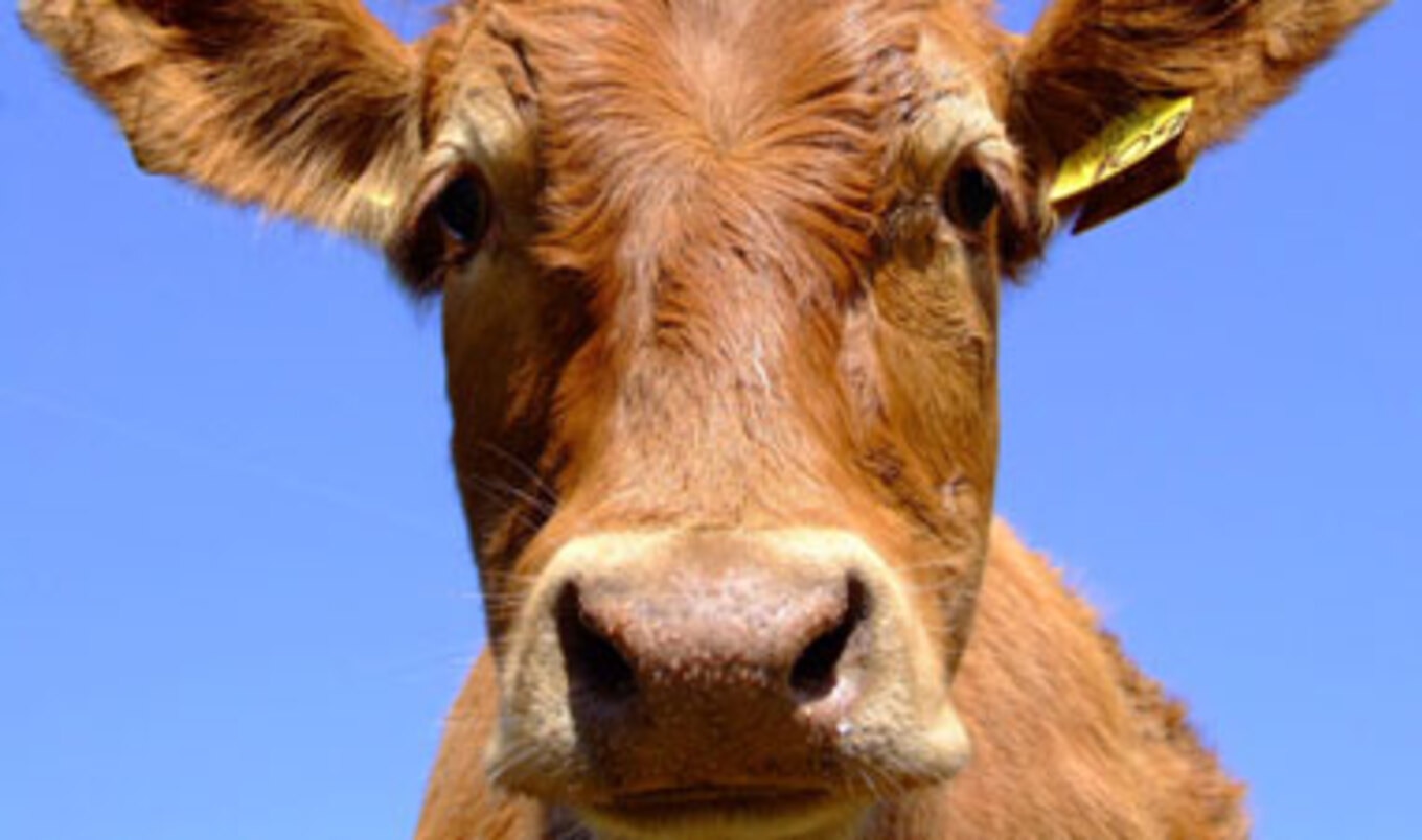 Indian State Bans Consumption of Beef