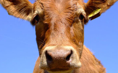 Indian State Bans Consumption of Beef