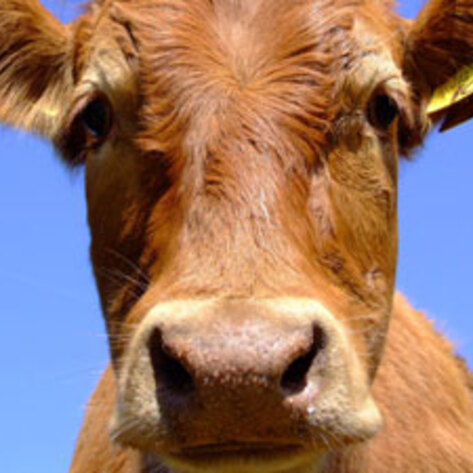 Indian State Bans Consumption of Beef