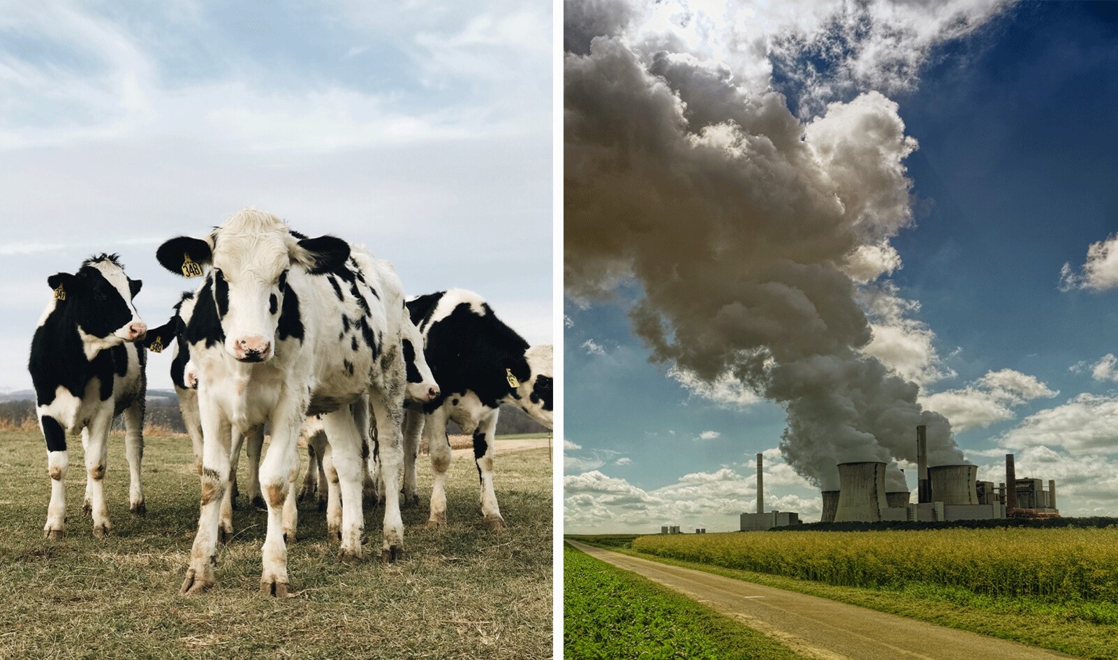 We Can Slash Carbon Emissions by 90 Percent by 2035. But Government Subsidies for Animal Agriculture Must End First. | VegNews We Can Slash Carbon Emissions by 90 Percent by 2035. But Government Subsidies for Animal Agriculture Must End First. | VegNews