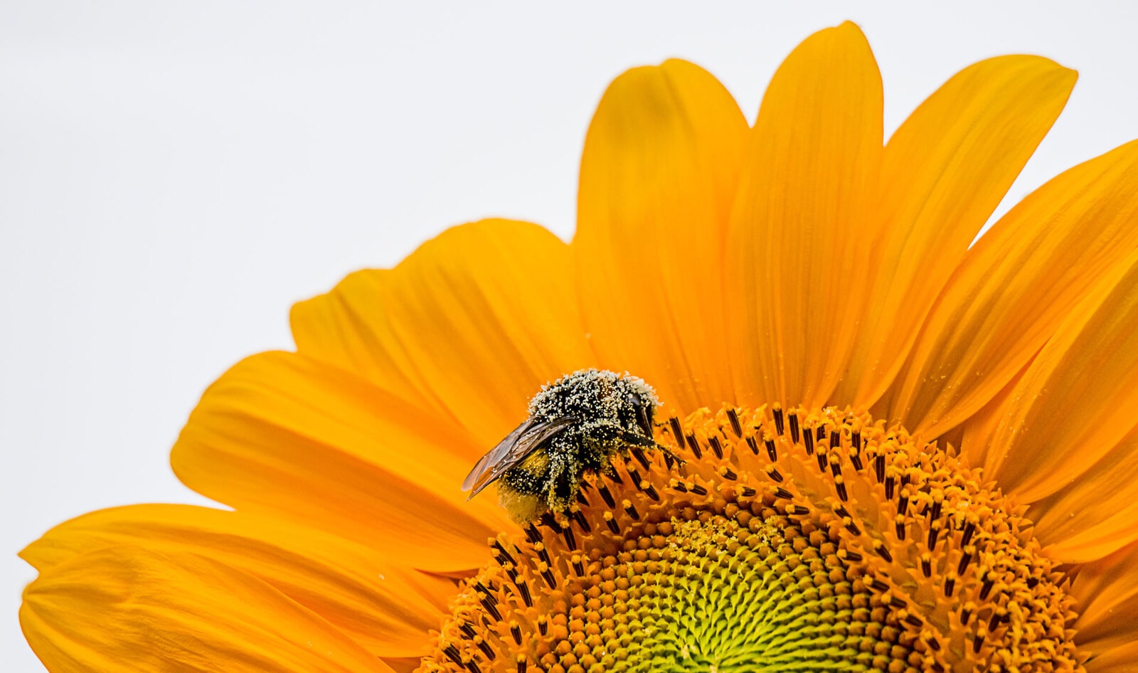 Lockdown Gives Wild Bees a Chance to Recover from Humans&nbsp;