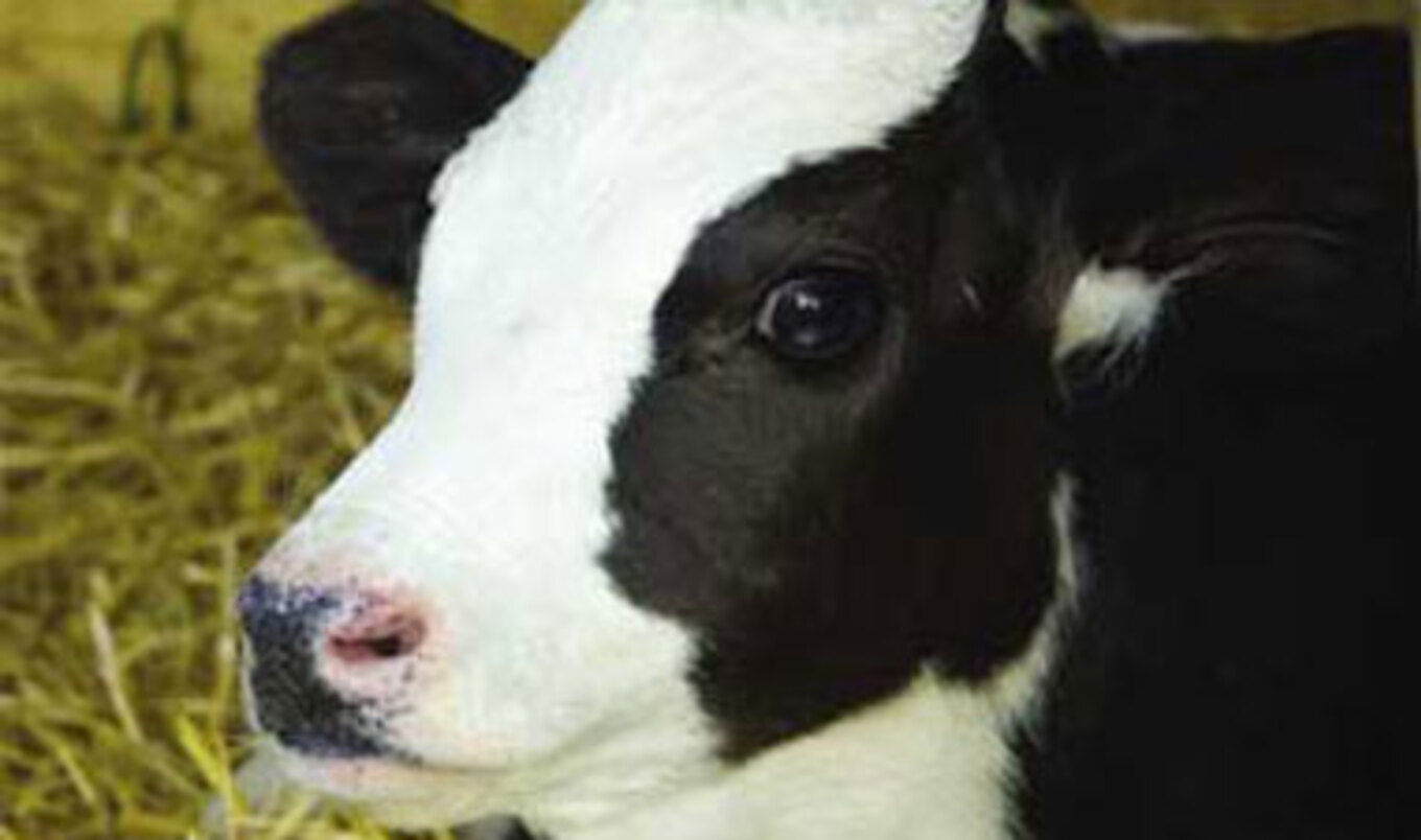 Kentucky Bans the Use of Veal Crates on Farms