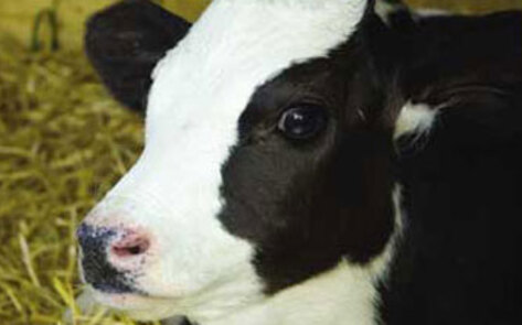 Undercover Investigation Reveals Baby Cow Abuse