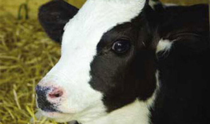 vndcalf