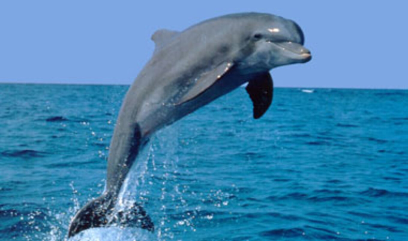Government Takes Action to Help Dolphin Population