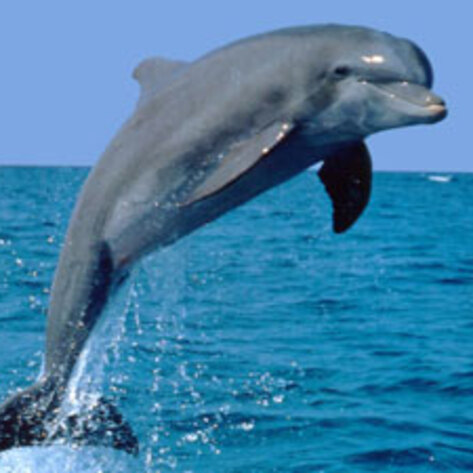 Munter Protests Dolphin Killings