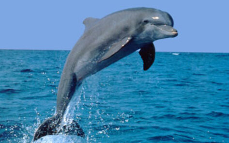 Government Takes Action to Help Dolphin Population