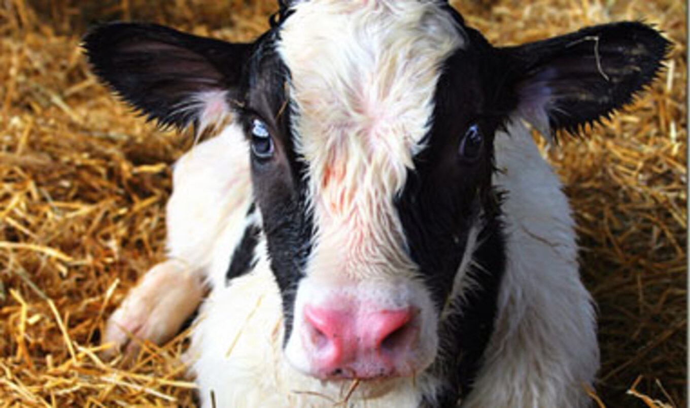 Ohio Bans Veal Crates