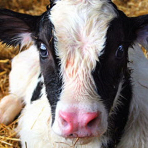 British Columbia Strengthens Laws Protecting Dairy Cows