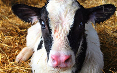 Protection for Veal Calves
