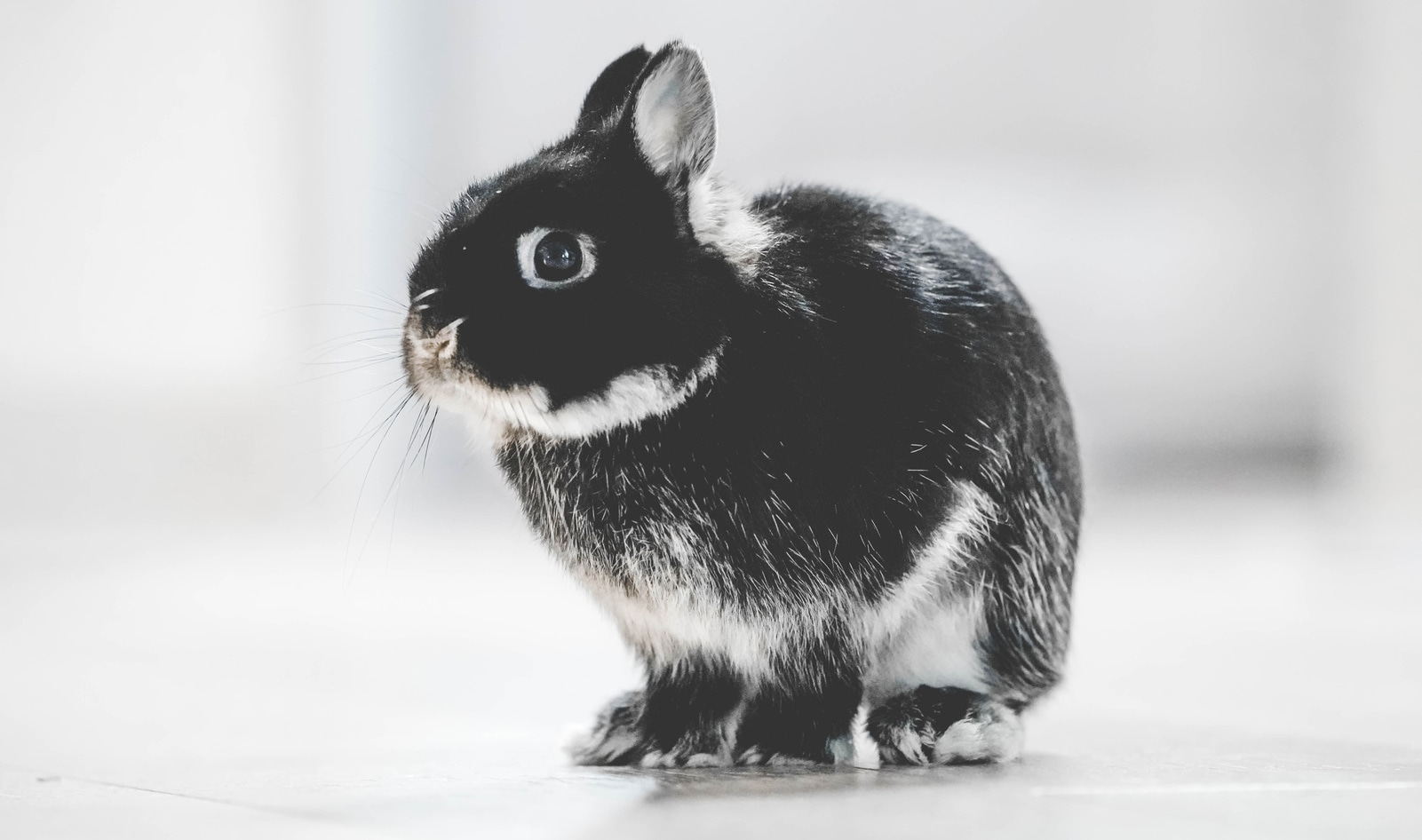 Mexico Just Banned Cosmetic Animal Testing in a North American First | VegNews Mexico Just Banned Cosmetic Animal Testing in a North American First | VegNews